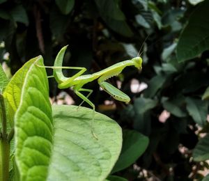 Close-up of insect on leaf