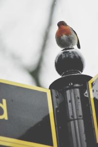 Low angle view of bird perching