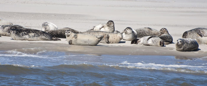 Seals relaxing at beach