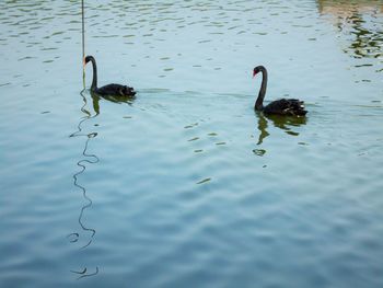 Duck swimming in lake