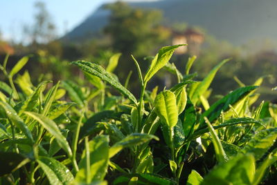 Close-up of plant growing on field