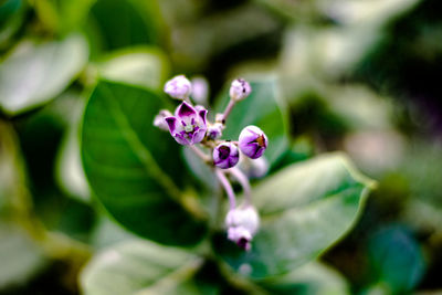 Close-up of purple flowering plant