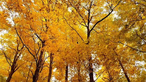 Low angle view of autumnal trees