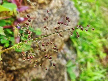 Close-up of berries growing on plant