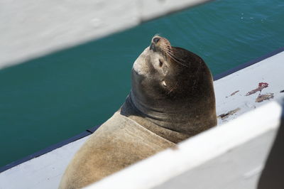 High angle view of sea lion in swimming pool