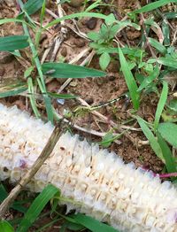 Close-up high angle view of plants