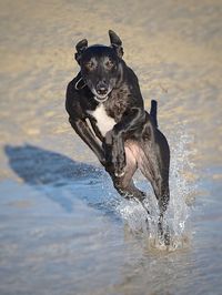 Black dog running in water