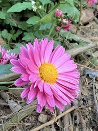 flowering plant