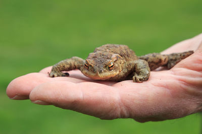 Close-up of hand holding toad