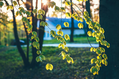 Close-up of yellow leaves hanging on tree