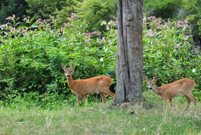 Side view of deer standing on grass