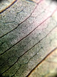 Close-up of leaf
