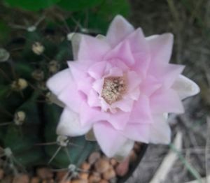 Close-up high angle view of flower