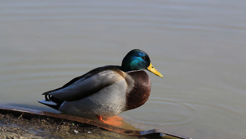 High angle view of mallard duck swimming in lake