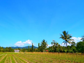 Scenic view of agricultural field against blue sky