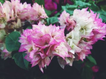 Close-up of pink flowers