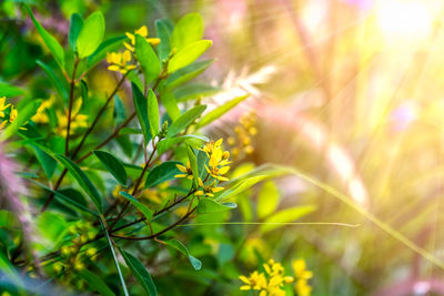 Close-up of plant