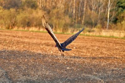 Bird flying over a field