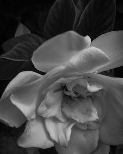 Close-up of flower blooming outdoors