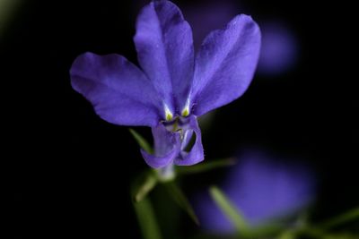 Close-up of purple flowers blooming outdoors