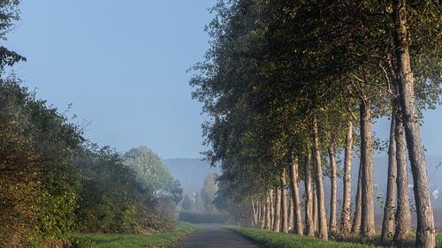 Road amidst trees against sky