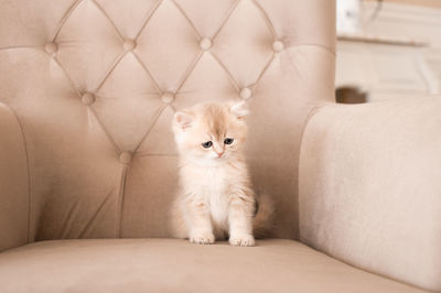 Portrait of cat sitting on sofa at home