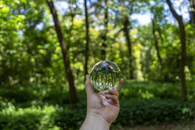 Person holding umbrella in forest