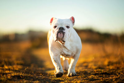 Portrait of dog standing on field