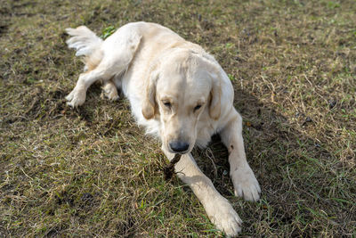 A young male golden retriever lies in the grass and gnaws a piece of a root.