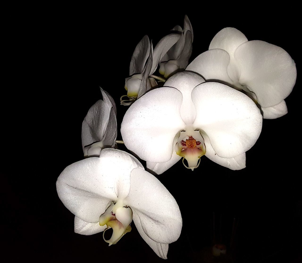 flower, black background, white color, fragility, studio shot, petal, flower head, freshness, close-up, growth, beauty in nature, night, nature, white, orchid, blooming, plant, blossom, copy space, dark