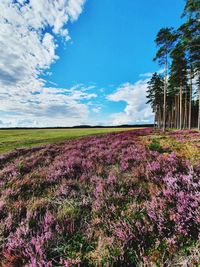 Scenic view of flowering plants on land against sky