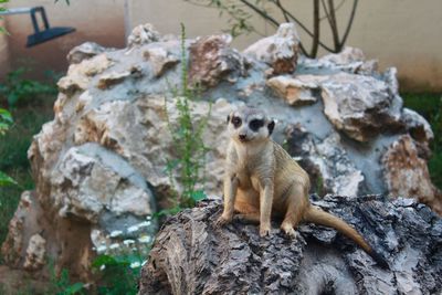 Portrait of cat sitting on rock
