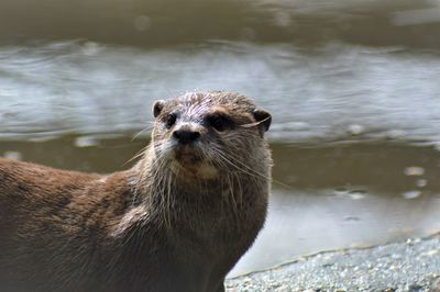Close-up of duck swimming in lake