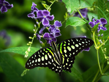 Close-up of butterfly pollinating on purple flower