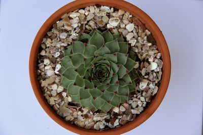 High angle view of potted plant