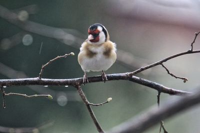 Gold finch perching on bare tree