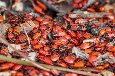 Many black red fire beetles, young animals and adults crawl around each other in the sunlight