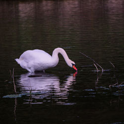 Swan swimming in lake