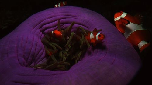 Close-up of hand holding purple flower