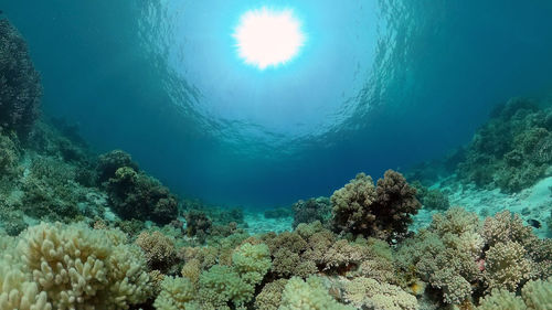 Reef marine underwater scene. tropical underwater sea fish. philippines.