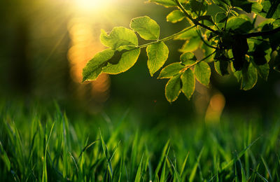 Close-up of fresh green plant