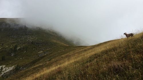 Scenic view of field in the fog