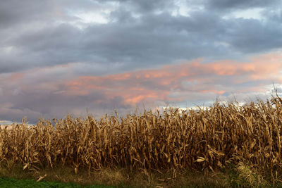 Crops growing on field against sky