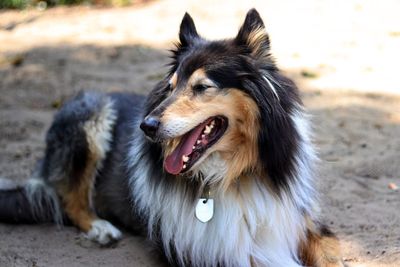 Close-up of a dog looking away