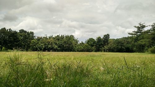 Scenic view of field against sky