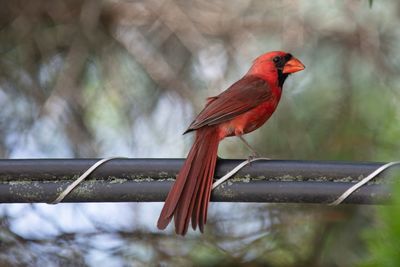 Close-up of red bird perching in forest