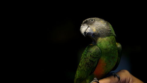 Close-up of parrot on cropped hand over black background