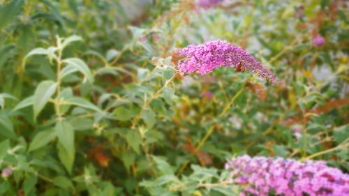 Close-up of flowers blooming outdoors