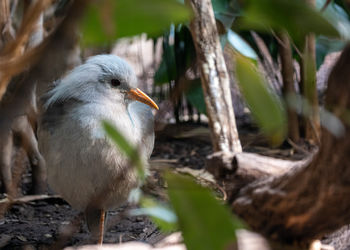 Close-up of bird perching on tree