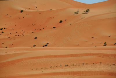 Scenic view of sand dunes in desert